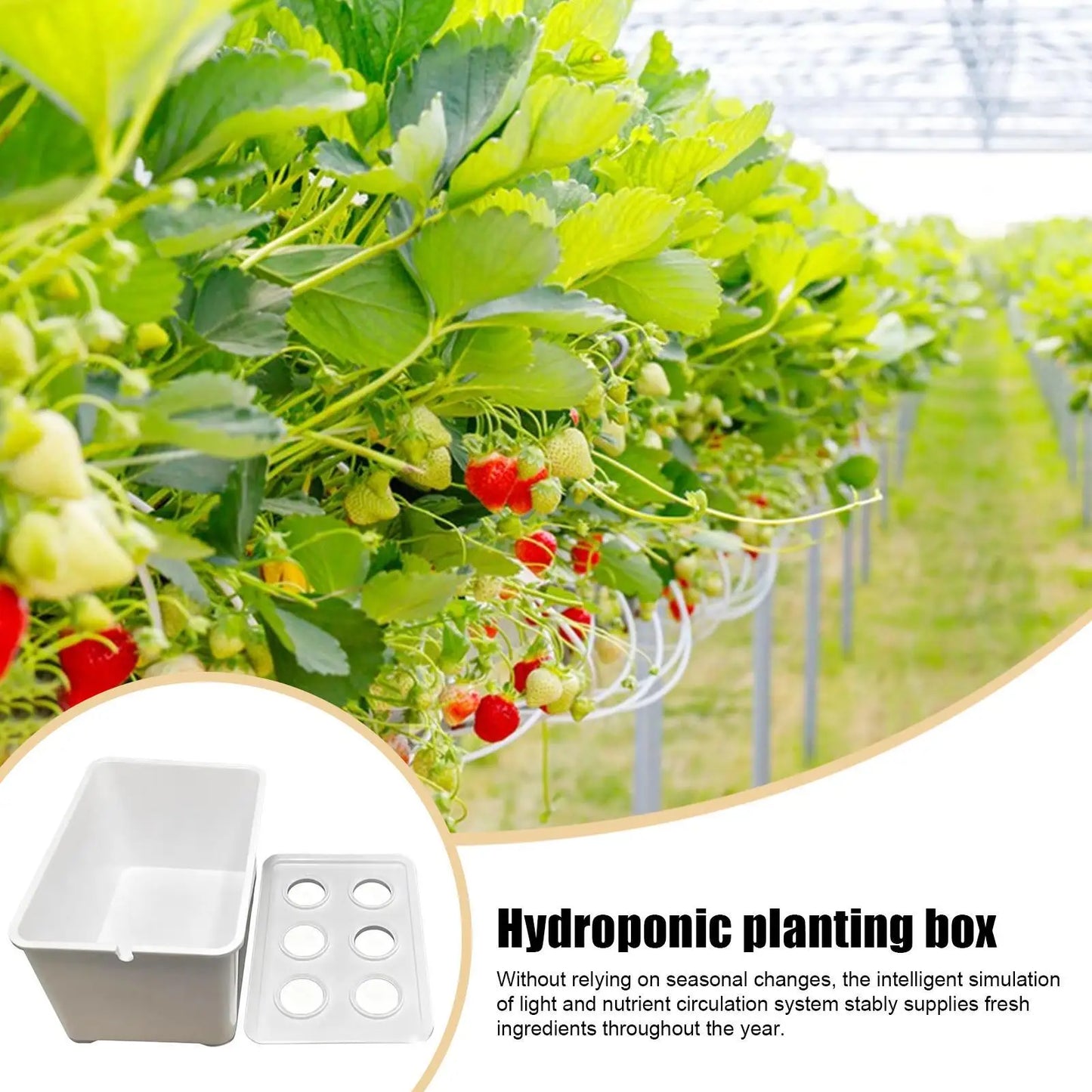 Indoor Hydroponic Planting Kit Complete Seedling Box for Growing Lettuce, Flowers on Balcony, in Apartments & Hotels